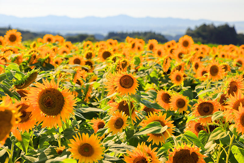 Yamagata, Akita & Fukushima: Get Outside & Dive In! - SUMMER - WELCOME TO TOHOKU JAPAN